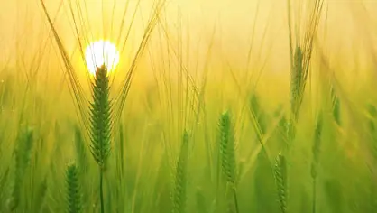 close up of a green barely field and yellow sunset